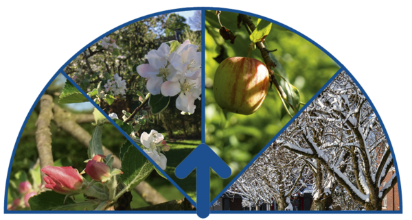 Der Pfeil des Blütenbarometers zeigt auf die Mitte zwischen Blüte und ausgereifter Frucht.