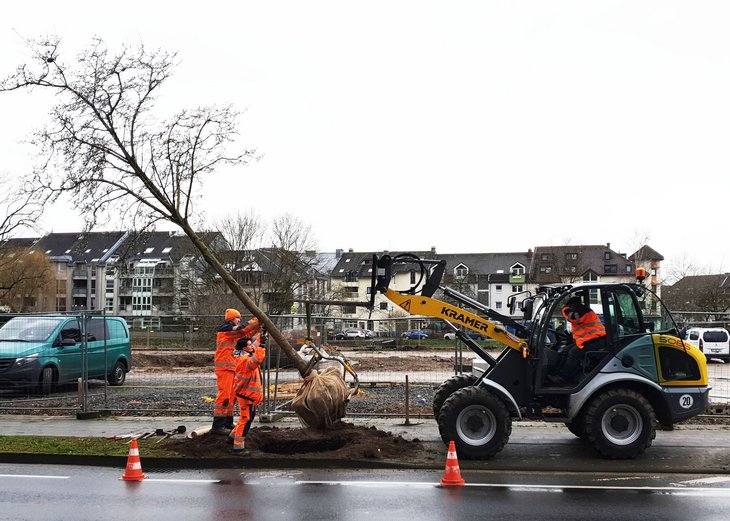 Link: Bauarbeiten am Wupperareal – Bauhof rettet zwei Magnolien