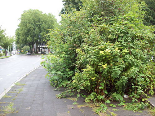 Link: Schnittpflicht privaten Grüns