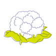 Blumenkohl