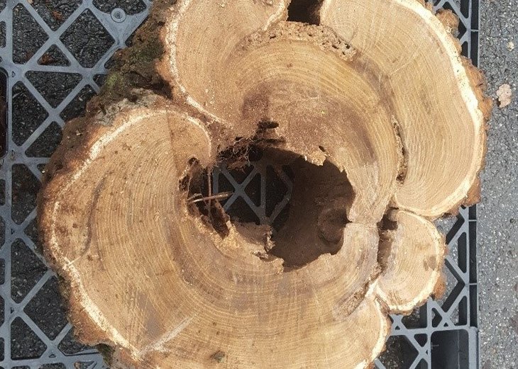 Link: Link: Baumfäule: Trompetenbaum im Neuen Stadtpark muss gefällt werden