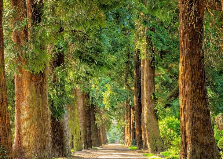 Link: 17. Juni: Waldspaziergang mit den KlikKS-Klimaschutzpat*innen