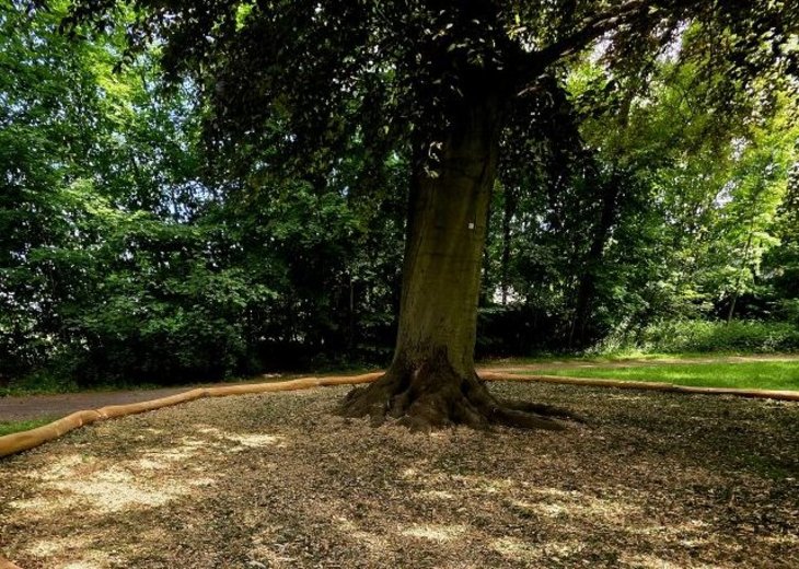Sanierung der Wurzeln der Rotbuche im Eicherhofpark